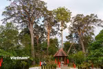 Khu vực lập bia di sản rừng Pơ Mu, nét đặc trưng thể hiện sự tôn trọng thiên nhiên của đồng bào Cơ Tu. (Ảnh: Thanh Phong/Vietnam+)