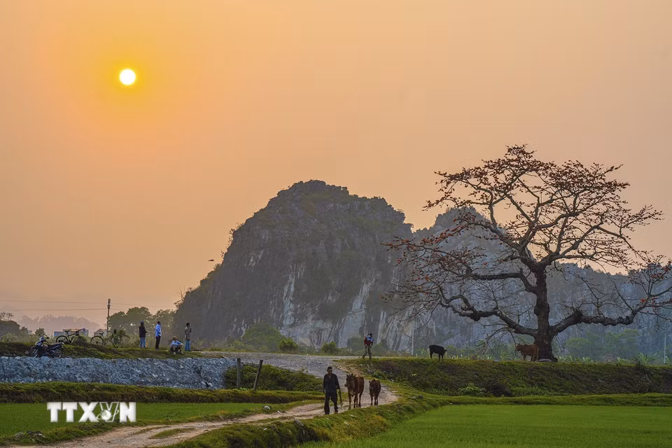 Cây gạo đỏ rực một vùng trời gắn liền với khung cảnh êm đềm, từ lâu trở thành linh hồn của mỗi làng quê, gắn với ký ức của những người con xa quê nhớ về nguồn cội. (Ảnh: Khánh Hòa/TTXVN)