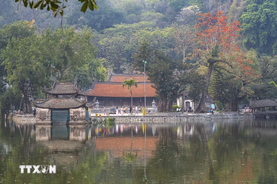 Sắc đỏ của cây gạo cổ thụ nở rộ tạo một điểm nhấn cho Chùa Thầy vào mỗi dịp tháng Ba hằng năm. (Ảnh: Khánh Hòa/TTXVN)