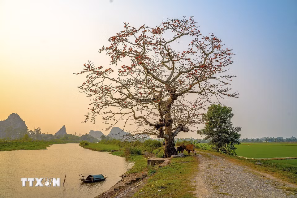 Cây gạo đỏ rực một vùng trời gắn liền với khung cảnh êm đềm. (Ảnh: Khánh Hòa/TTXVN)