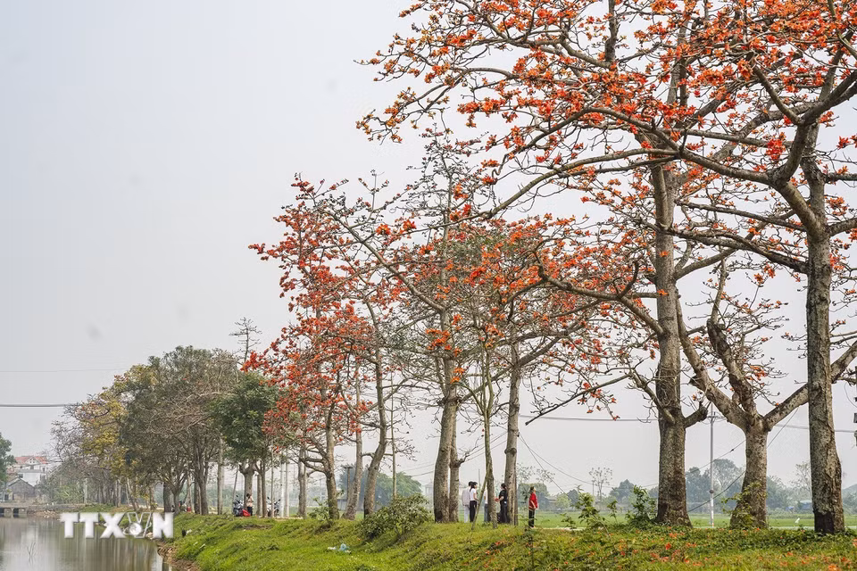 Hoa gạo đỏ rực ở thôn Đoan Nữ, xã Mỹ An, huyện Mỹ Đức, Hà Nội. (Ảnh: Khánh Hòa/TTXVN)