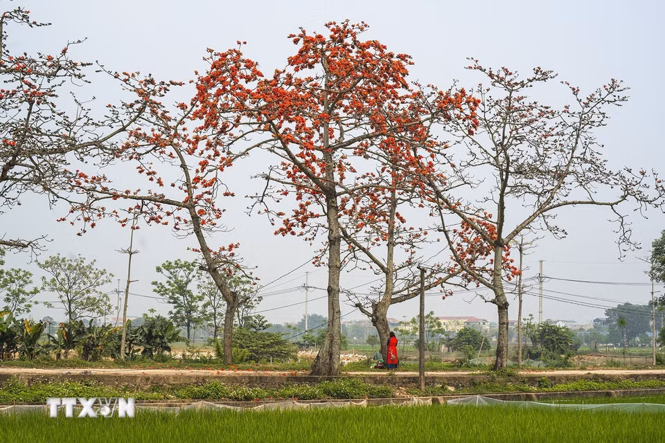 Hoa gạo đỏ rực ở thôn Đoan Nữ, xã Mỹ An, huyện Mỹ Đức, Hà Nội. (Ảnh: Khánh Hòa/TTXVN)