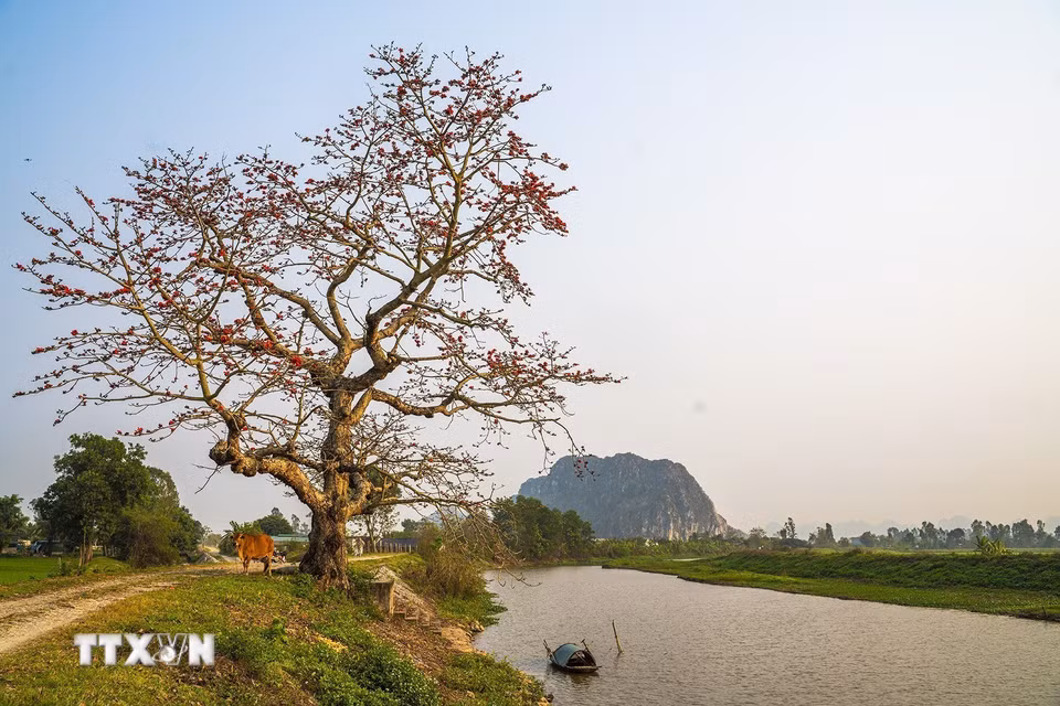 Cây hoa gạo cổ thụ ở huyện Yên Mô, tỉnh Ninh Bình. (Ảnh: Khánh Hòa/TTXVN)
