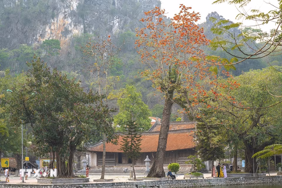 Sắc đỏ của cây gạo cổ thụ nở rộ tạo một điểm nhấn cho Chùa Thầy vào mỗi dịp tháng Ba hằng năm. (Ảnh: Khánh Hòa/TTXVN)