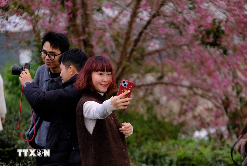 Du khách tự lưu lại khoảnh khắc bên cây mai anh đào Đà Lạt. (Ảnh: Nguyễn Dũng/TTXVN)