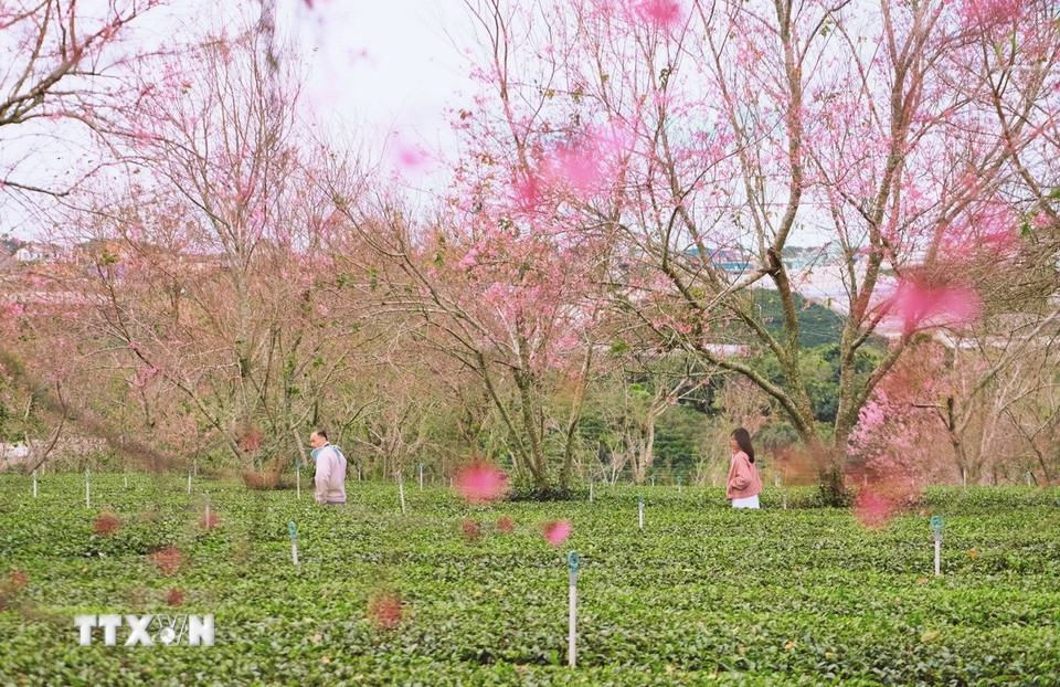 Vùng ngoại ô của phố núi Đà Lạt quyến rũ trong mùa mai anh đào bắt đầu nở rộ. (Ảnh: Nguyễn Dũng/TTXVN)