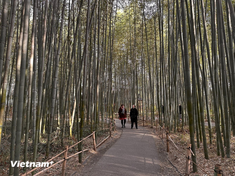 Rừng trúc Arashiyama là một trong những thắng cảnh mang tính biểu tượng nhất của cố đô Kyoto. (Ảnh: Nguyễn Tuyến/Vietnam+)