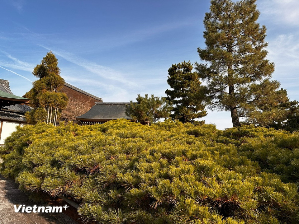 Hàng bonsai xanh mướt trước sân chùa Daikakuji. (Ảnh: Nguyễn Tuyến/Vietnam+)