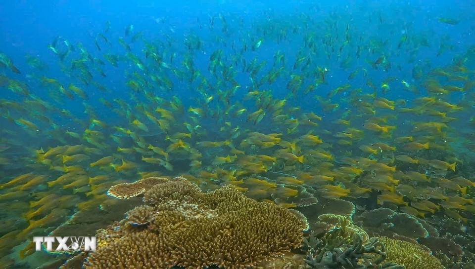 Hệ sinh thái biển đa dạng, phong phú tại Vườn Quốc gia Côn Đảo. (Ảnh: TTXVN phát)