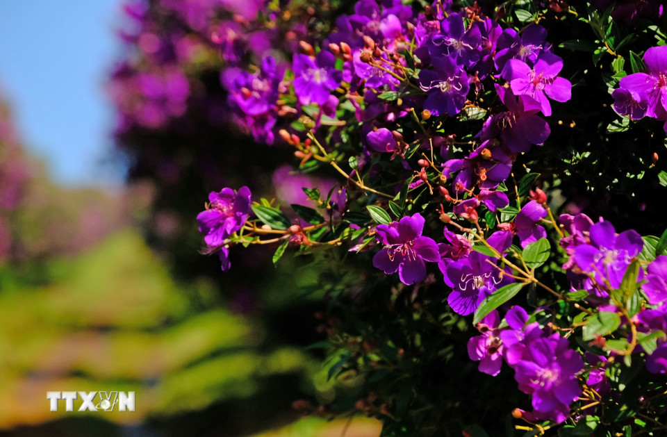 Hoa mua tím giống Thái có thể nở kéo dài cả tháng, thích hợp cho du khách đến tham quan vào dịp cuối tuần. (Ảnh: Nguyễn Dũng/TTXVN)