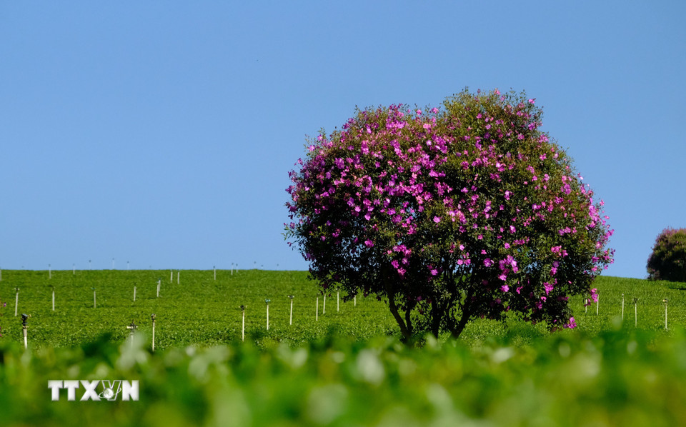 Hoa mua tím giống Thái có thể nở kéo dài cả tháng, thích hợp cho du khách đến tham quan vào dịp cuối tuần. (Ảnh: Nguyễn Dũng/TTXVN)