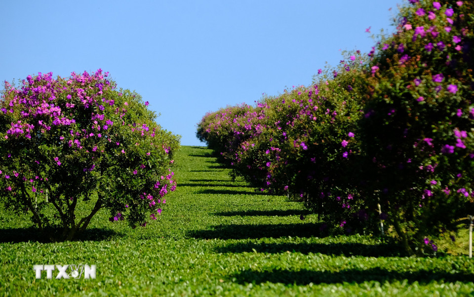 Hàng hoa mua giống Thái được trồng cạnh lối đi giữa các đồi chè để tạo cảnh quan rực rỡ. (Ảnh: Nguyễn Dũng/TTXVN)