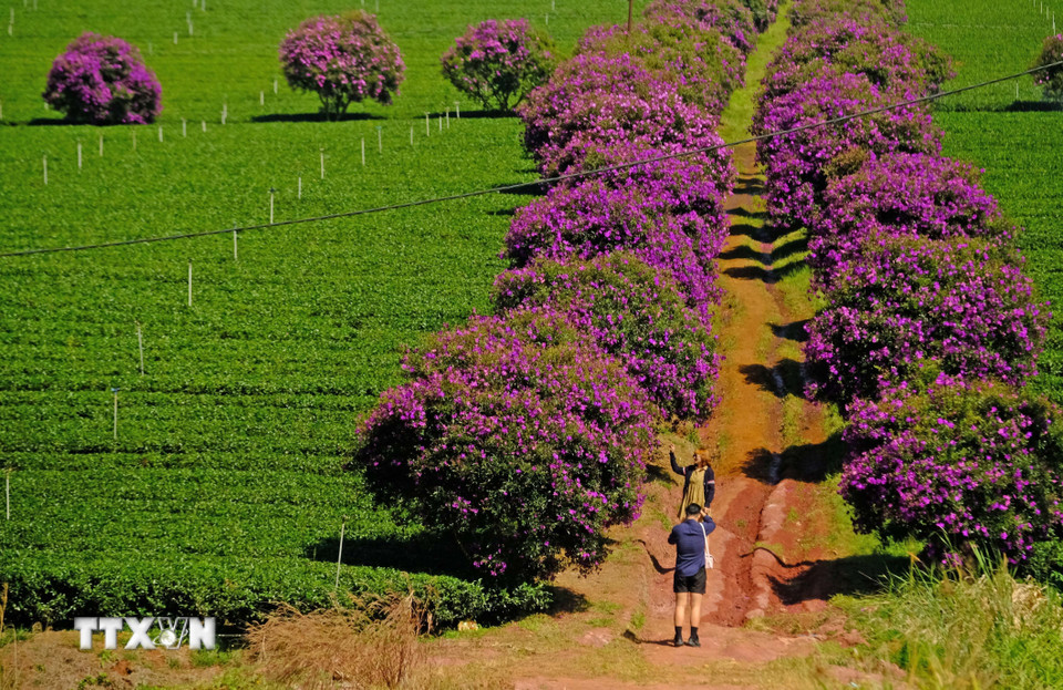 Sắc tím hoa mua tại các đồi chè thu hút nhiều bạn trẻ đến chụp hình check-in. (Ảnh: Nguyễn Dũng/TTXVN)