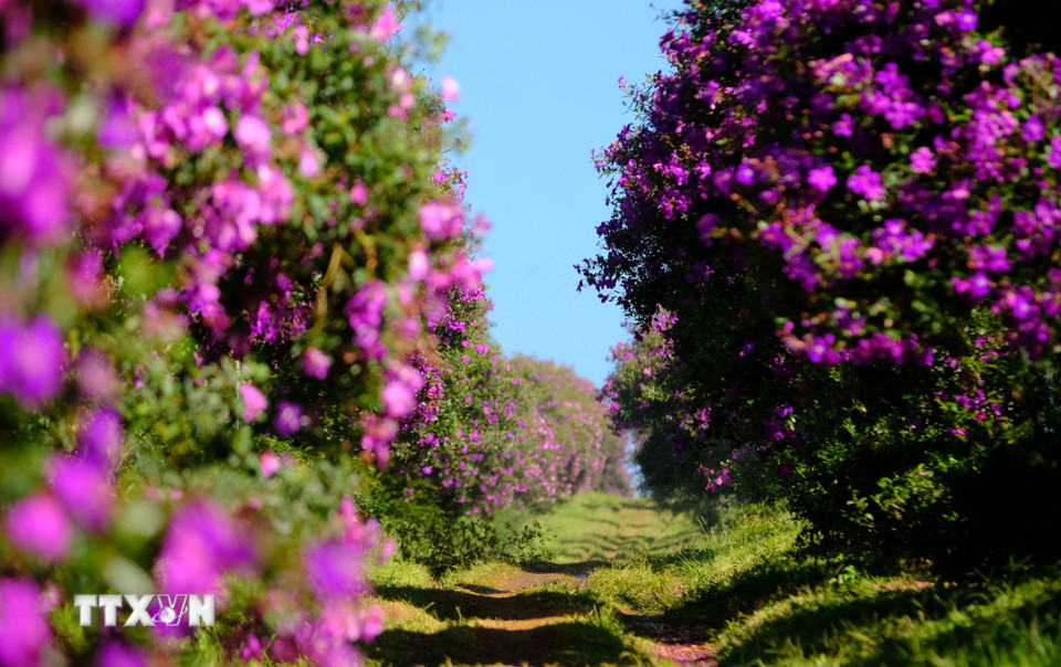 Hàng hoa mua bung màu tím bên một đồi chè tại thôn 7 (xã Đạm B’ri, thành phố Bảo Lộc, tỉnh Lâm Đồng). (Ảnh: Nguyễn Dũng/TTXVN)