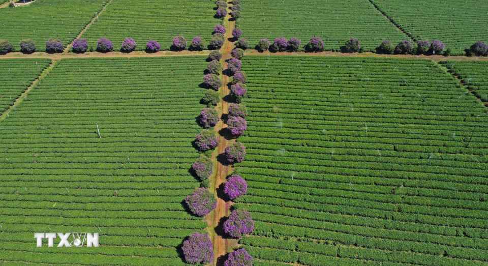 Hàng hoa mua giống Thái được trồng cạnh lối đi giữa các đồi chè. (Ảnh: Nguyễn Dũng/TTXVN)