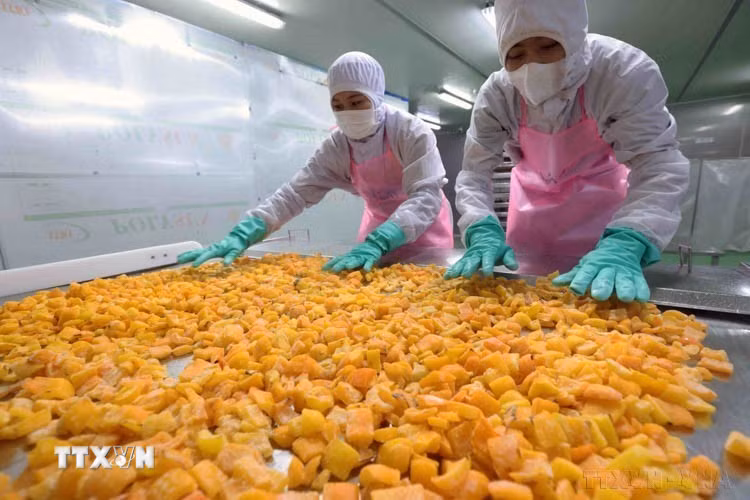 Công ty TNHH Agriex ở khu công nghiệp Phú Hội, huyện Đức Trọng (Lâm Đồng) là doanh nghiệp chế biến nông sản xuất khẩu 100% vốn Nhật Bản. (Ảnh: Vũ Sinh/TTXVN)