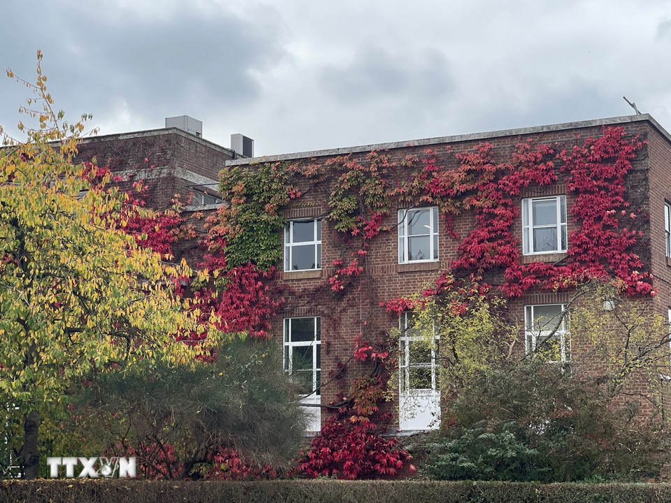 Những tường nhà được phủ kín bằng cây leo lá đỏ, tạo nét duyên dáng cho London khi Thu về. (Ảnh: Minh Hợp/TTXVN)