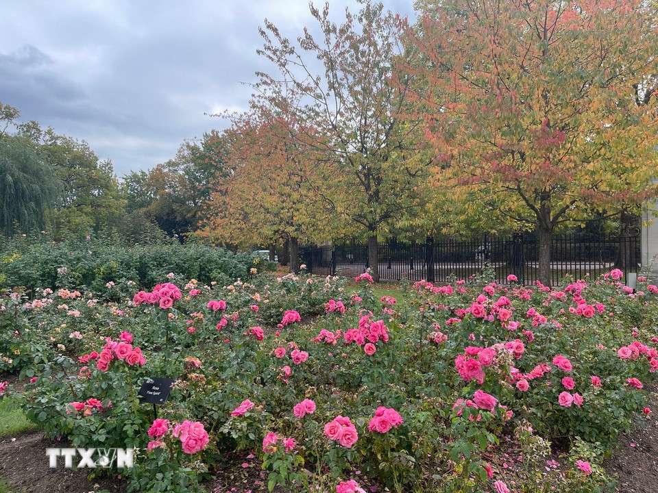 Những đóa hồng cuối mùa khoe sắc bên hàng cây lá đỏ trong vườn hồng Queen Mary's. (Ảnh: Minh Hợp/TTXVN)