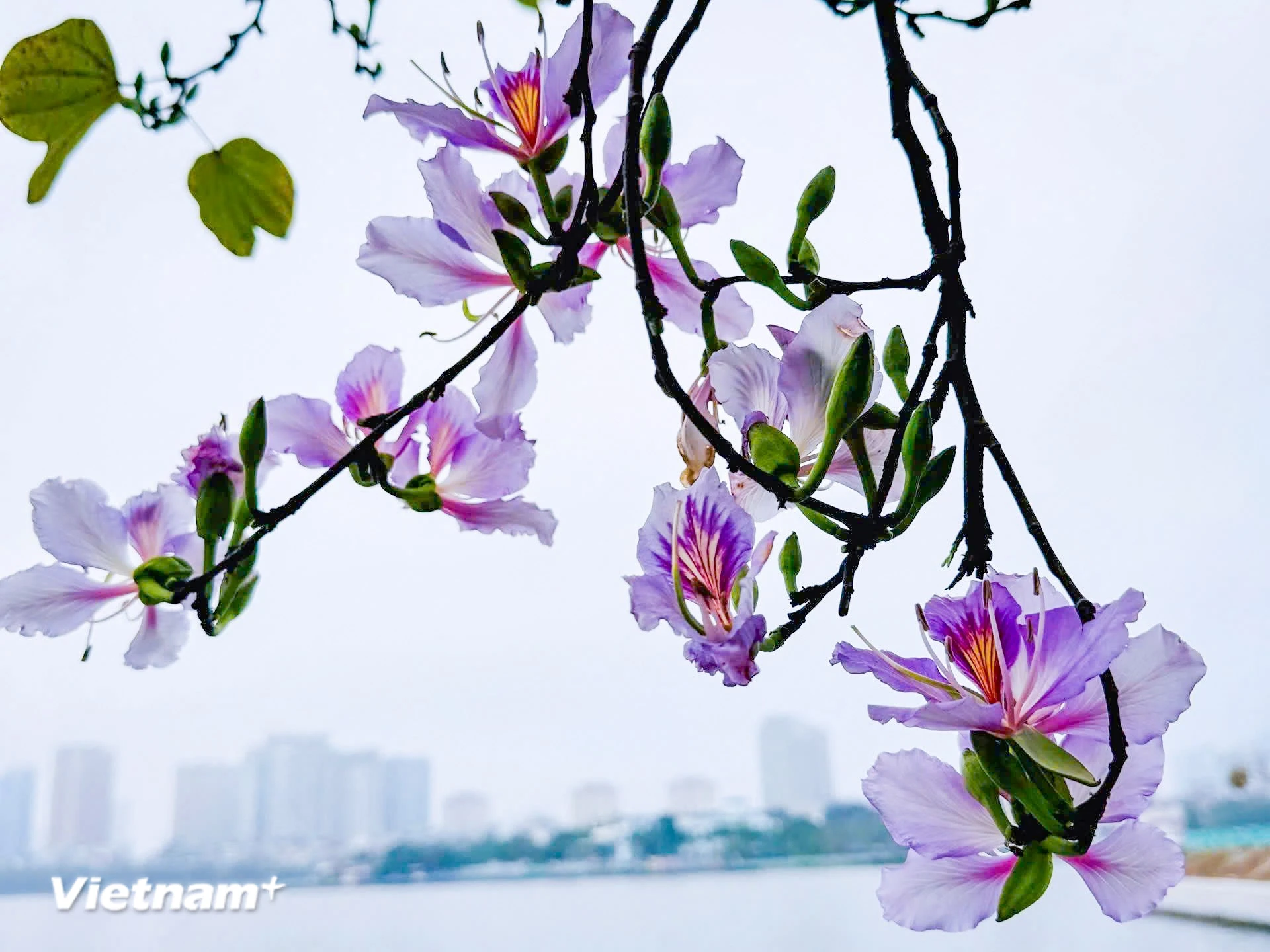 Hoa Ban Bung Nở Rực Rỡ Ven Hồ Tây, Tô Điểm Khung Cảnh Lãng Mạn