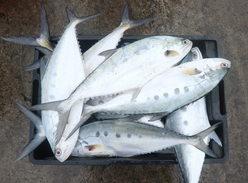 Cá bè vàng được đựng trong khay nhựa để vận chuyển đi tiêu thụ. (Ảnh: Nguyên Lý/TTXVN)