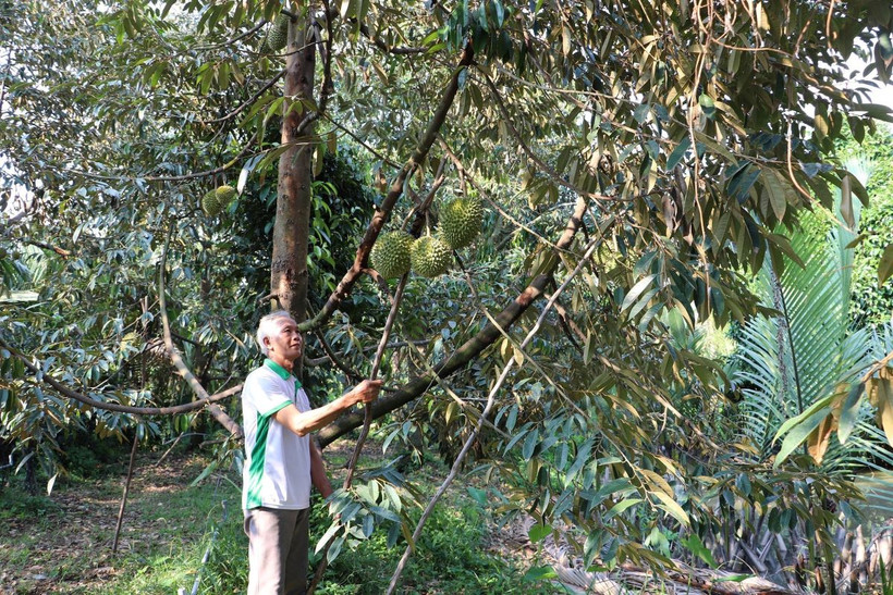 Thu hoạch sầu riêng ở xã Long Tiên, huyện Cai Lậy (Tiền Giang). (Ảnh: Minh Trí/TTXVN)