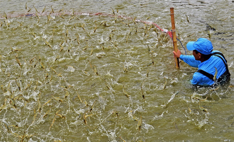 Mô hình nuôi tôm siêu thâm canh luôn cho năng suất cao phục vụ xuất khẩu của tỉnh Cà Mau. (Ảnh: Huỳnh Anh/TTXVN)