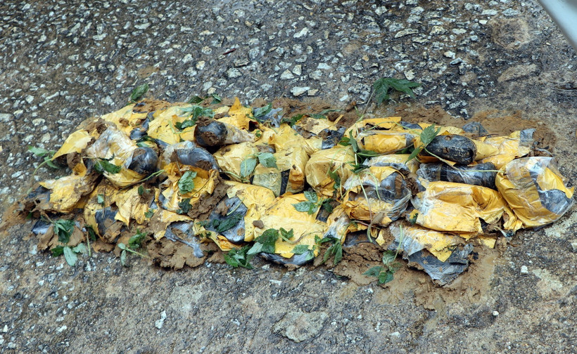 148 cây sâm giống giả Ngọc Linh bị tiêu hủy. (Ảnh: Cao Nguyên/TTXVN)