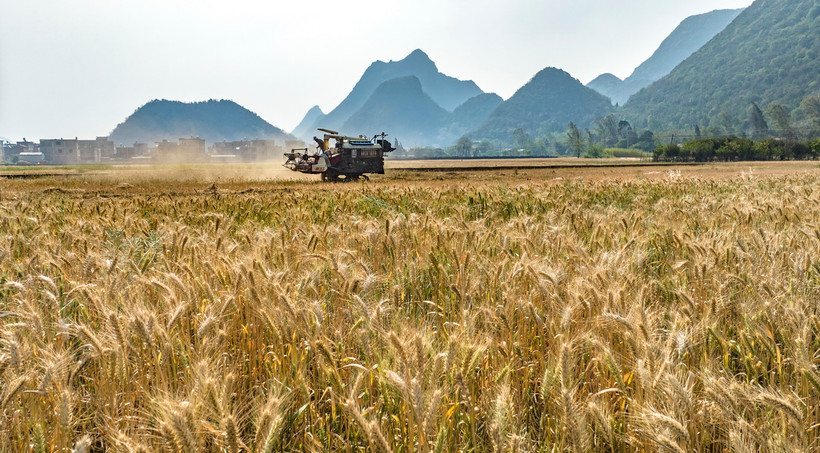 Thu hoạch lúa mì trên cánh đồng ở tỉnh Vân Nam, Trung Quốc. (Ảnh: THX/TTXVN)