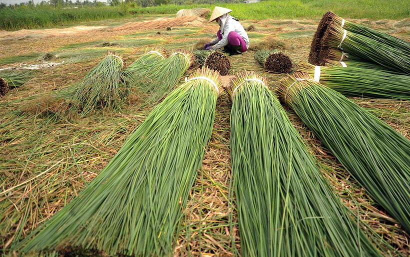 Phân loại lác sau khi thu hoạch. (Ảnh: An Hiếu/TTXVN)