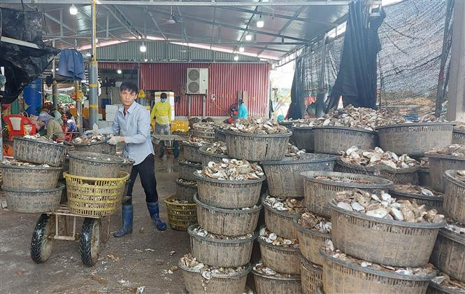 Thu gom chờ xử lý vỏ hàu sau khi được tách bóc. (Ảnh: Văn Đứ/TTXVN)