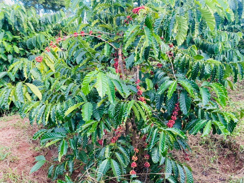 Vườn càphê chín tại Gia Lai. (Ảnh: Hồng Điệp/TTXVN)