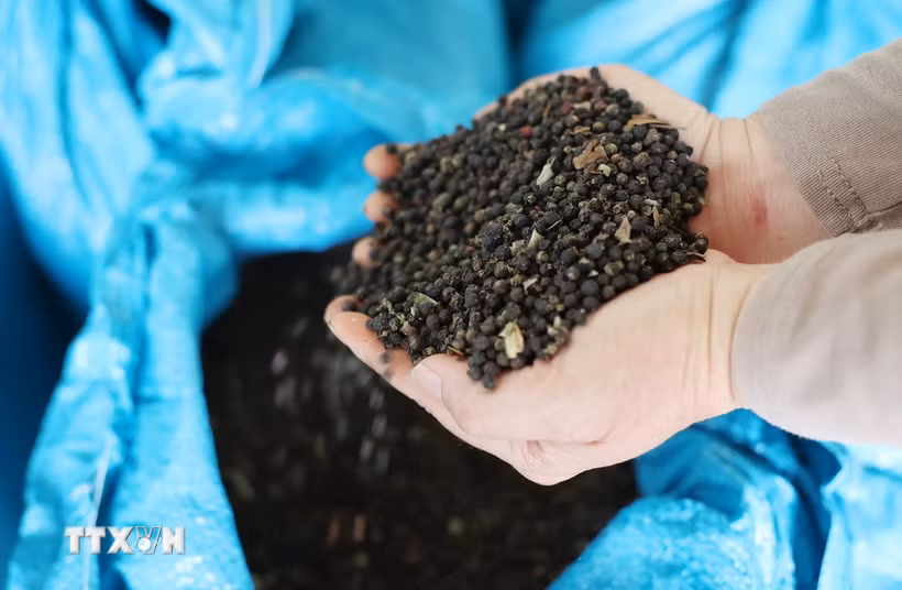 Giá hồ tiêu đang tăng lên quanh mức 160.000 đồng/kg. ( Ảnh: Hoài Thu/TTXVN)