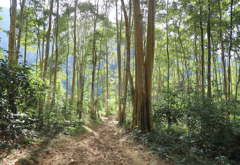 Rừng săng lẻ trên địa bàn bản Na Kho, xã Nga My (Tương Dương, Nghệ An). (Ảnh: Xuân Tiến/TTXVN)