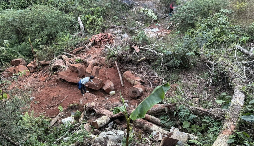 Rừng nghiến hàng trăm năm tuổi ở bản Séo Lèng 2, xã Phìn Hồ, huyện Sìn Hồ, tỉnh Lai Châu bị chặt phá tan hoang. (Ảnh: Nhóm phóng viên TTXVN)