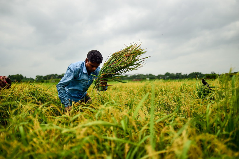Nông dân thu hoạch lúa trên cánh đồng ở ngoại ô Dhaka, Bangladesh. (Ảnh: AFP/TTXVN)
