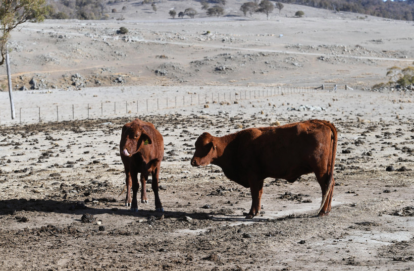 Cảnh khô hạn tại trang trại ở gần Armidale, New South Wales, Australia, ngày 26/8/2019. (Ảnh: AFP/ TTXVN)