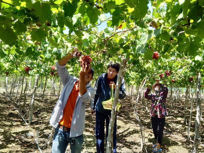 Nhiều nhà vườn ở Thái An, huyện Ninh Hải trồng nho kết hợp với làm du lịch trải nghiệm tham quan vườn nho. (Ảnh: Công Thử/TTXVN)