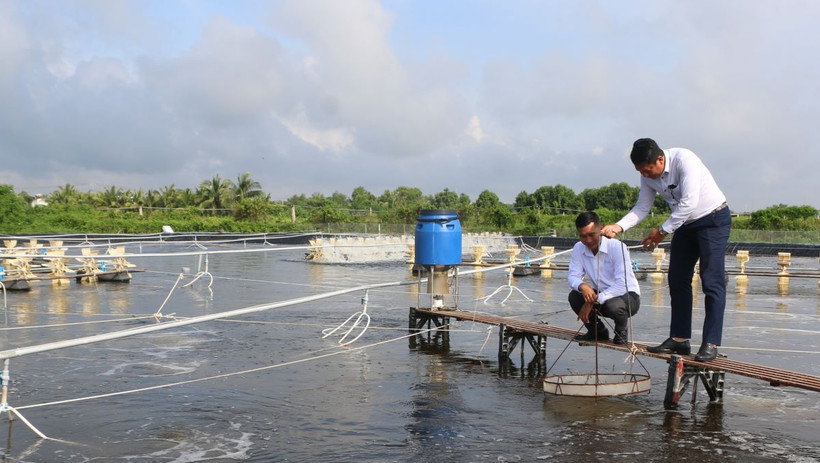 100% các công ty, doanh nghiệp, hộ nuôi tôm siêu thâm canh; thâm canh; bán thâm canh và 100% các Hợp tác xã, Tổ hợp tác nuôi của Bạc Liêu đều được cấp mã số cơ sở nuôi. (Ảnh: Tuấn Kiệt/TTXVN)