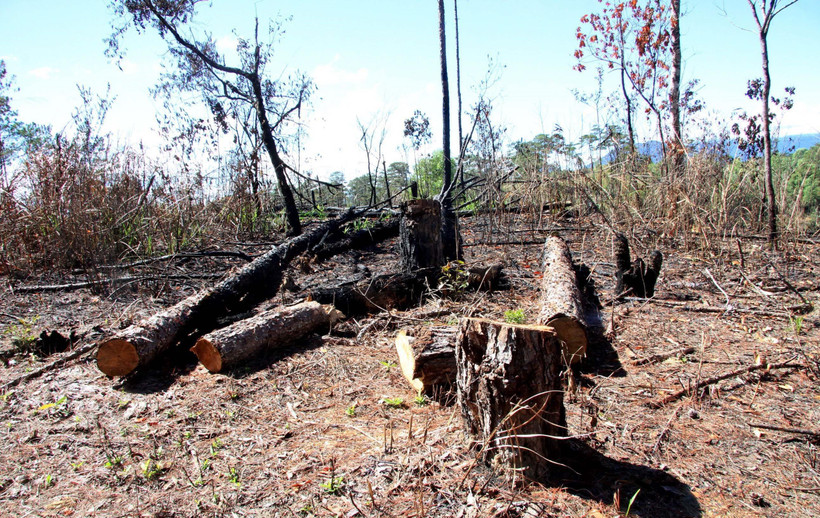 Hàng trăm gốc cây thông đã bị đốt cháy, đốn hạ nằm la liệt. (Ảnh: Đặng Tuấn/TTXVN)