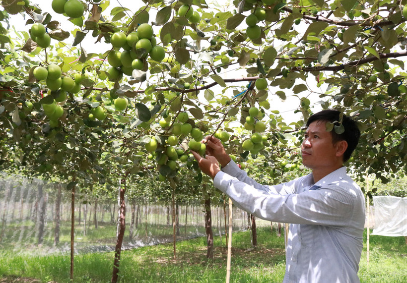 Thạc sỹ Nguyễn Văn Chính, Giám đốc Trung tâm bảo vệ thực vật - Viện nghiên cứu Bông và Phát triển nông nghiệp Nha Hố kiểm tra vườn táo giống TN-05. (Ảnh: Nguyễn Thành/TTXVN)