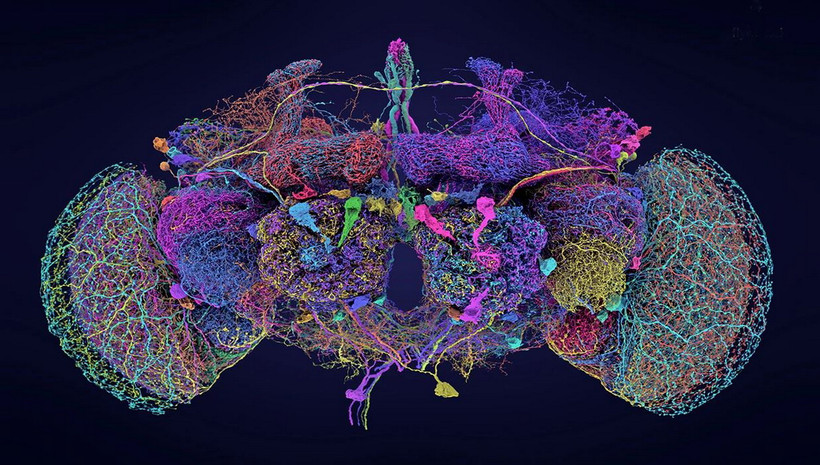 Bản đồ não bộ của ruồi giấm. (Ảnh: nature)