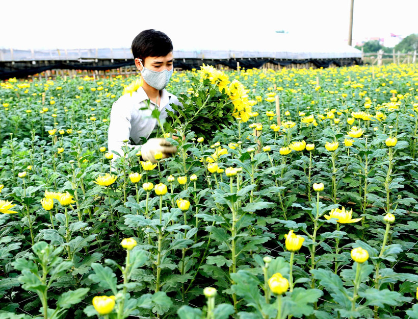 Người dân tây Tựu thu hoạch hoa cúc. (Ảnh: Vũ Sinh/TTXVN) 
