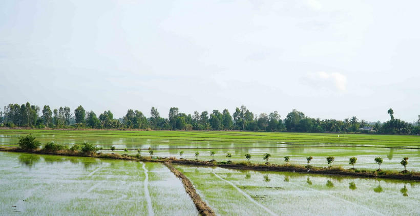 (Ảnh: Văn Sĩ - TTXVN