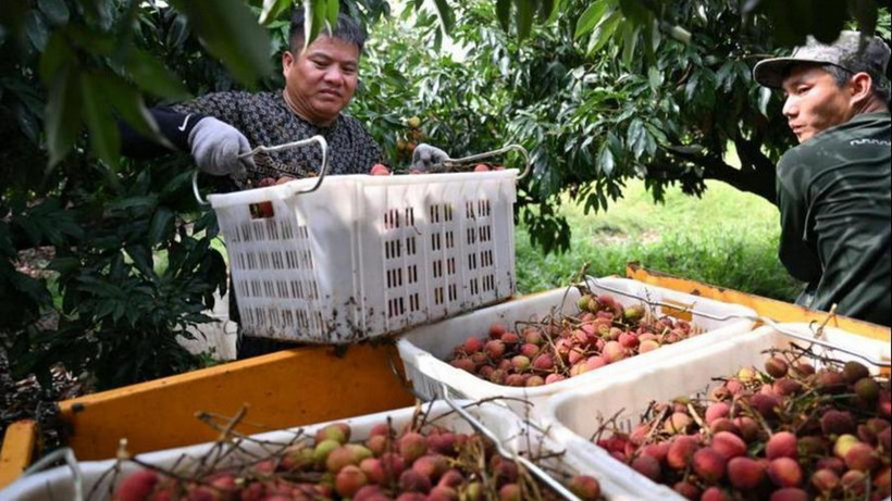 Nông dân Trung Quốc thu hoạch vải. (Nghuồn: english.cctv)