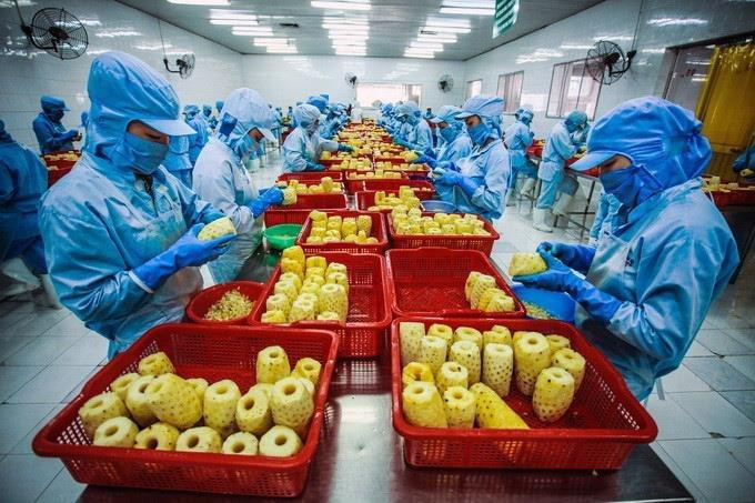 Chế biến nông sản xuất khẩu tại Công ty Cổ phần Rau quả An Giang.( Ảnh: Trọng Đạt/TTXVN)