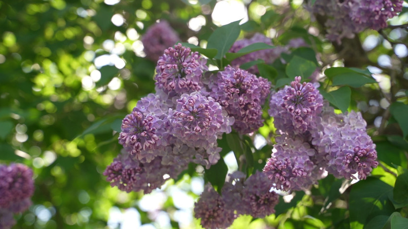 (Ảnh: Duy Trinh/TTXVN)