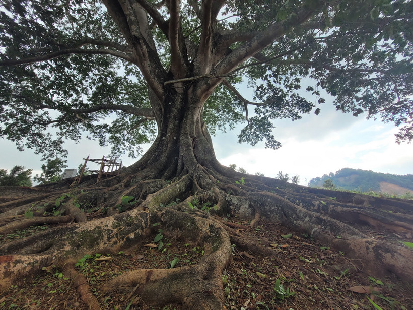 Thân cây to lớn, rễ cây như những dải lụa quấn quanh, bám sâu vào lòng đất như níu giữ sự trường tồn cùng thời gian. (Ảnh: Nguyễn Oanh/TTXVN)