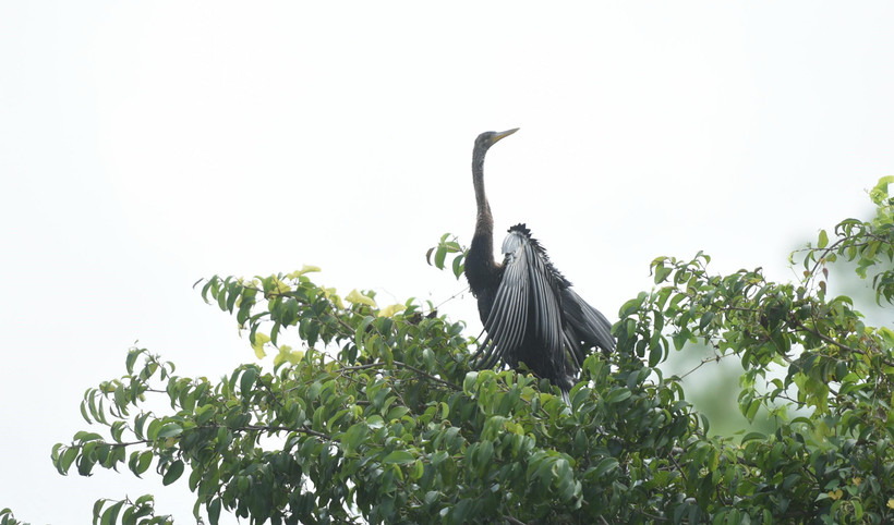 Đàn chim cổ rắn khoảng 500 con vừa được phát hiện tại Đồng Nai. (Ảnh: Sỹ Tuyên/TTXVN)