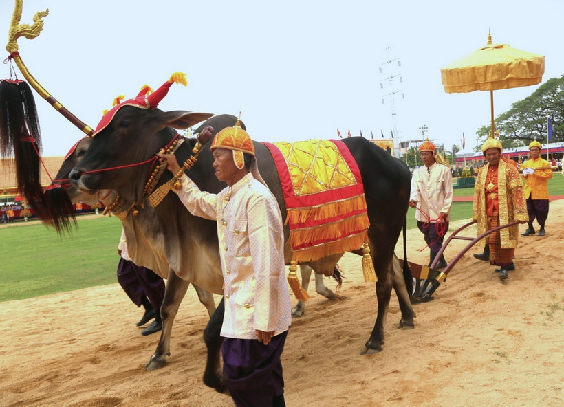 Ông Vei Samnang, Tỉnh trưởng tỉnh Kampong Speu giữ vai trò “Sdech Meak”, cùng đoàn tùy tùng thực hiện nghi thức cày ruộng mang tính biểu tượng tại Lễ hội Tịch điền năm 2024. Ảnh: Hoàng Minh/TTXVN)