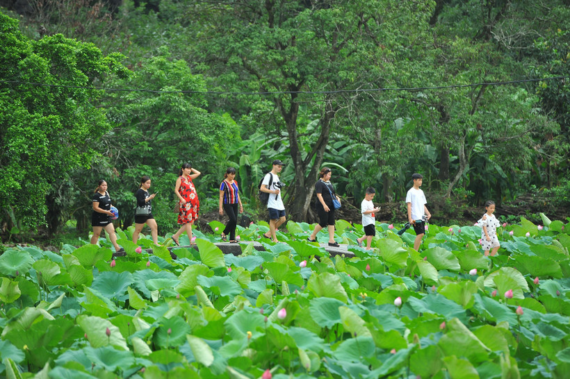 Nhiều du khách nước ngoài rất thích đến Bích Động, Ninh Bình vào mùa sen nở để được thưởng thức khung cảnh nên thơ tại đây. (Ảnh: Minh Đức/TTXVN)